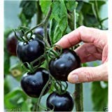 Black tomatoes. kumato tomato - 25 Seeds - Slicing tomato - SPANISH Heirloom