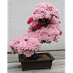 Bonsai Tree japanese sakura seeds. rare Japanese cherry Blossoms flowers seeds in bonsai,pink Prunus Serrulata15 seeds/pack