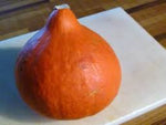 Japanese Heirloom Red Kuri Hokkaido Squash Seed by Stonysoil Seed Company.25 Certified Organic Seeds