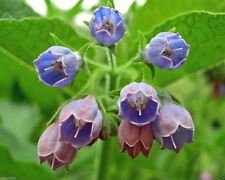 10 Comfrey Seed (Symphytum Officinale) used as a healing herb for centuries