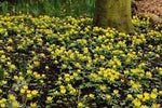 WINTER ACONITE BULBS, ERANTHIS HYEMALIS,Butter-cup like flowers,Low Growing ! (10 Bulbs)