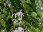 Melia Azedarach | Chinaberry Tree | Syringa Berry Tree | Cape Lilac | 10 Seeds, Gardening (AA) and Planting