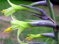 Exotic PUYA Mirabilis bromeliad Agave Drought Aloe Succulent Plant Seed 15 Seeds