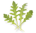 Athena Arugula Seeds for Planting (200 Seeds) - Grow Your Own Food