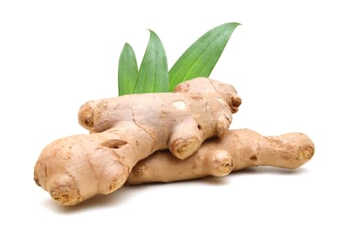 Fresh Ginger Root, For Growing or Kitchen Use