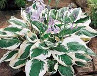 Hosta Patriot Root, Plant, SeedsBulbsPlants&More