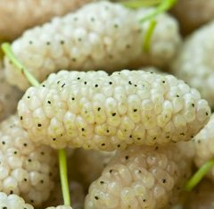 White Mulberry, Alba, 1-2' Tall Tree, Potted Plant, Bears Tasty, in Dormancy, Honey Sweet Like Fruit, in Dormancy