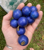 Blue Marble Tree Seeds for Planting (5 Seeds) - Elaeocarpus angustifolius - Blue Fig Tree, Blue Balls Tree