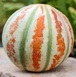 Kajari Melon | Rare - Sweet - Unusual | Non GMO | 10 Seeds
