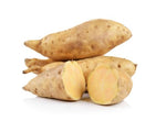 White Sweet Potato Slips for Planting - Grow Your Own Tasty Sweet Potatos