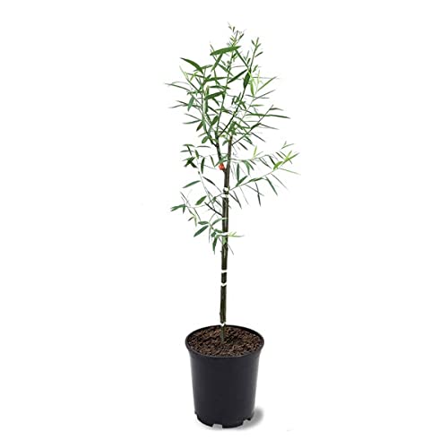 One 4-5 Foot Tall Weeping Willow Trees - Ready to Plant - Live Plant - Beautiful Arching Canopy