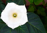 White Trumpet Bush Seeds to Grow | 20 Pack of Seeds | White Fragrant Flowers, Trumpet Plant