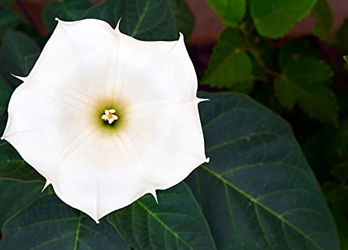 White Trumpet Bush Seeds to Grow | 20 Pack of Seeds | White Fragrant Flowers, Trumpet Plant