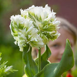 10 Snow White Parrot Tulip Bulbs for Planting - Easy to Grow