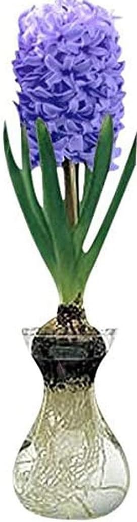 Purple Hyacinth Bulb and Forcing Vase - Ready to Grow Indoor Hyacinth, Just Add Water