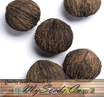 (5) Black Walnut Tree Seeds , Juglans Nigra - Northern - HARDY ZONE 5+