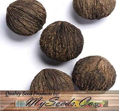 (5) Black Walnut Tree Seeds , Juglans Nigra - Northern - HARDY ZONE 5+