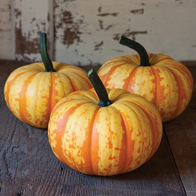 10 Blaze Mini Pumpkin Seeds - Colorful Fall Decor - 10 pack of Seeds to Grow - Fall Squash Decor