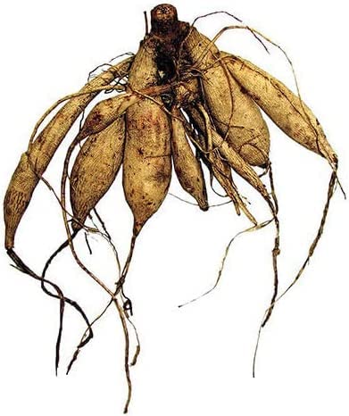 Decorative Dahlia Mixture Bulbs for Planting - Mixture of Various Dahlia, Large Clump of Tubers