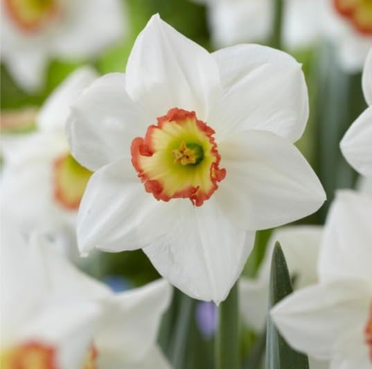 Audobon Large Cupped Daffodil Bulbs for Planting - Large White Blooms with Red and Yellow Accent Center