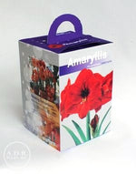 Amaryllis Grow Kit - Pre-Potted in a Beautiful Gift Box - Red Ferrari