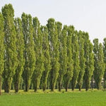Lombardy Poplar Trees for Planting - Great for Privacy, Wind Block, Fast Growing Trees