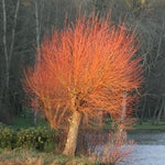 5 Red Flame Willow Trees - Burning Bush - Fast Growing and Stunning Color