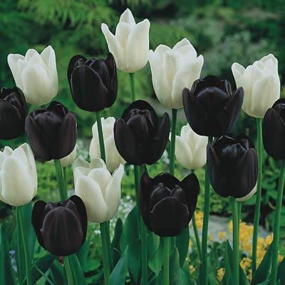 Black and White Tulip Bulbs for Planting - Get Equal Amounts of Each Color, Bagged Seperatley