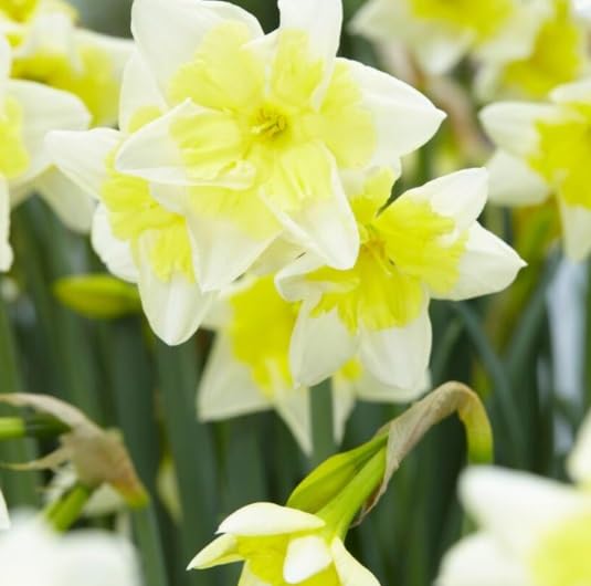 Prom Dance Daffodil Bulbs for Planting, Beautiful White and Yellow Blooms
