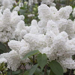 Early White Lilac Seeds for Planting | 50+ Seeds | Highly Prized for Bonsai, Fragrant White Flowers