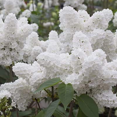 Bonsai Tree Seeds, White Lilac | 20+ Seeds | Highly Prized for Bonsai, Fragrant White Flowers