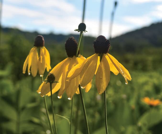 Weeping Coneflower Seeds for Planting (100 Seeds) - Easy to Grow - Ratibida pinnata