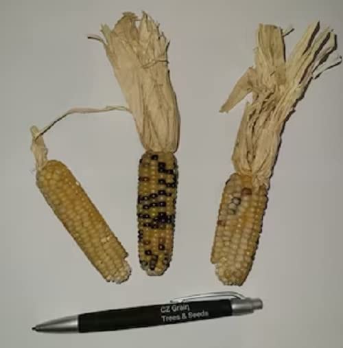 Tom Thumb Corn Seeds - 50 Seeds - Tiny Tim Indian Corn, Grow Tiny Ears