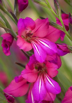 USA Made and Shipped from, Large Bulbs, (10) Byzantine Gladiolus, Hardy Gladioli Beautiful Flowers, Fresh Easy to Grow Bulbs