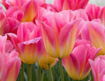 Tom Pouce Tulip Bulbs for Planting - Easy to Grow, Plant in Fall, Winter or Early Spring