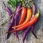 Buena Mulata Pepper Seeds to Plant - 50+ Seeds - Versatile Pepper for Eating and Seasoning