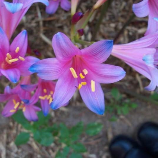 Electric Blue Spider Lily Bulbs for Planting