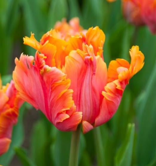 10 Avignon Parrot Tulip Bulbs for Planting - Easy to Grow Perennial Tulips