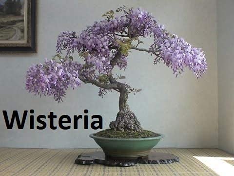 Flowering Bonsai Tree Seed Bundle