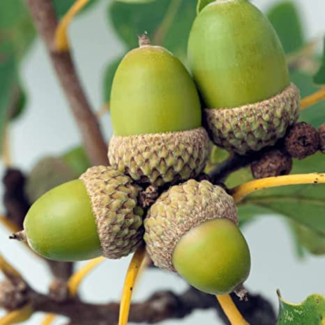 White Oak Tree Seeds for Planting | White Oak is Prized for Attractive Look and Wood
