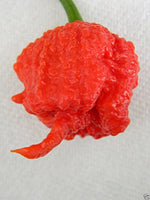 Carolina Reaper - (10 Organic Seeds) the World's Hottest Chilli