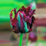 10 Black Parrot Tulip Bulbs - 10 Fresh Bulbs to Grow - Ships from Iowa, USA