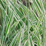 Reed Canary Grass - Ornamental Grass - Phalaris arundinacea