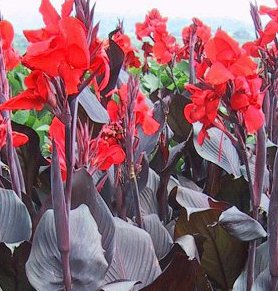 Beautiful Red Flowering Tropical Black Canna Lily Fresh Top Size Rhizome/Bulb/Plant