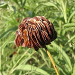 Prairie Mimosa Seeds for Planting (30 Seeds) - Desmanthus Illinoensis Seeds - Illinois Bundleflower