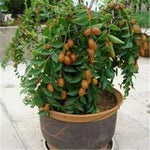 Chinese Date Bonsai Tree Seeds for Planting - 6 Seeds - Jujube, Chinese Date, Tsao Ziziphus jujuba