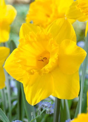 Yellow Dutch Master Daffodil Bulbs - 100-Pack Narcissus Trumpet Variety - 14/16cm Bulbs - Deer Resistant Mid-Spring Flowers