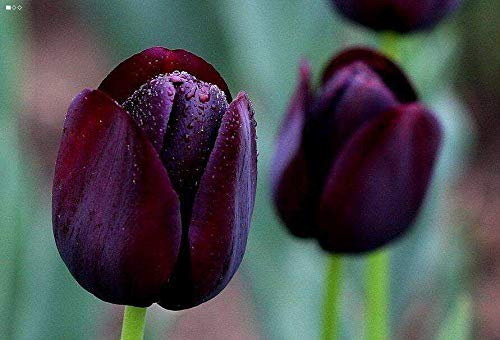 Black Tulip Bulbs(2 Bulbs) Perennials Elegant Flowers Suitable Courtyard Potted