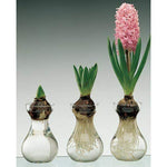 Clear Glass Display Vases - Glass Forcing Vases for Hyacinth and Other Bulbs - Vases Only