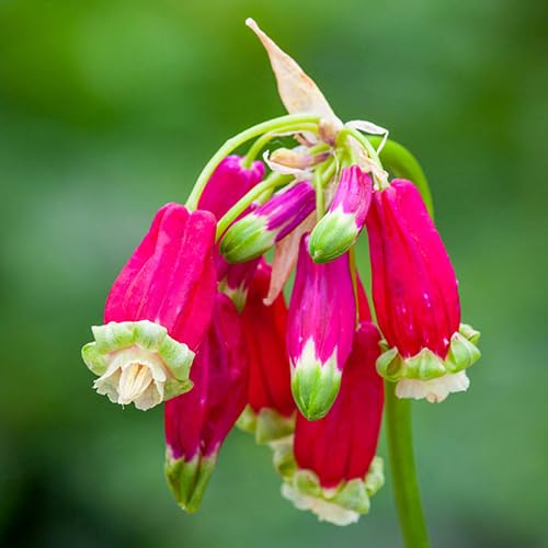 Firecracker Flower Bulbs for Planting